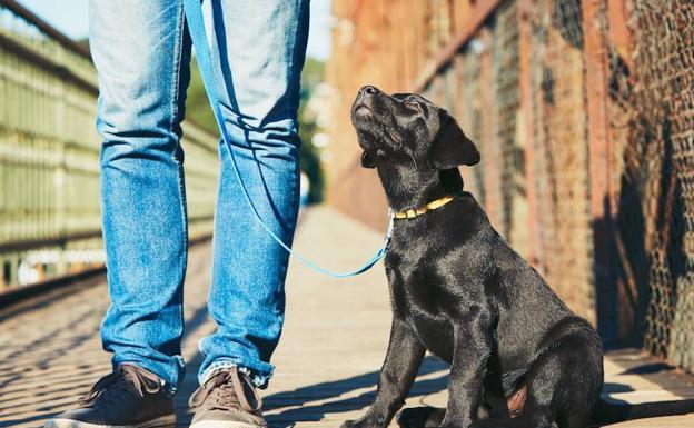 Comunicarte con tu perro será posible en diez años
