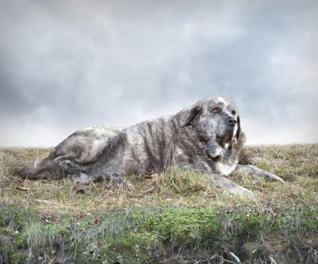 Puente fotográfico de Milán al Principado
