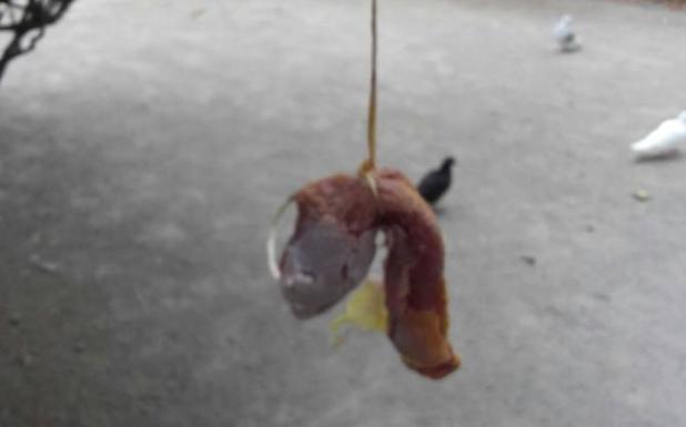 Cuelgan carne envenenada de un árbol del parque de Isabel La Católica de Gijón