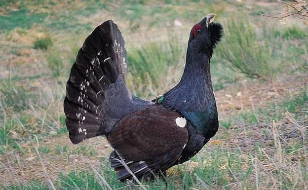 Foro lamenta «el despilfarro subvencionador» en la conservación del urogallo