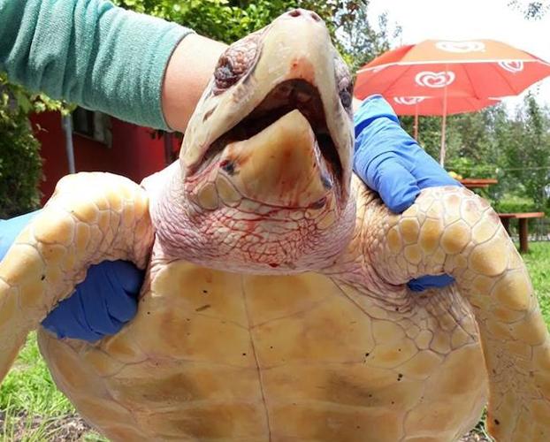 Muere en aguas de Luarca una tortuga recuperada por el Principado