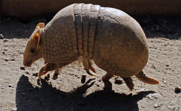 Dispara a un armadillo, la bala rebota y acaba herido en la cara