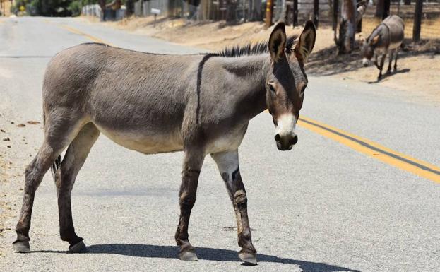 Una quincena de adolescentes marroquíes contraen la rabia por practicar sexo con una burra