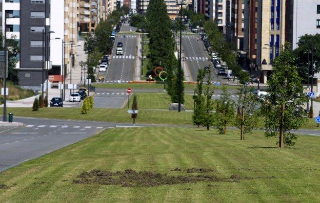 Vecinos de Las Campas denuncian la presencia de jabalíes, ratas y topos