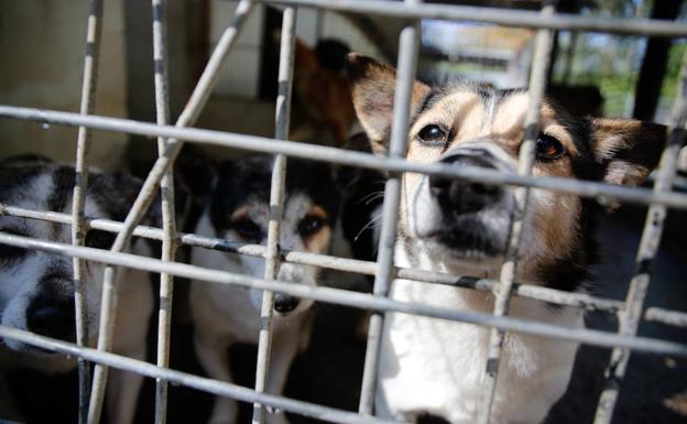 El PSOE renuncia a construir la perrera de Avilés en La Lloba