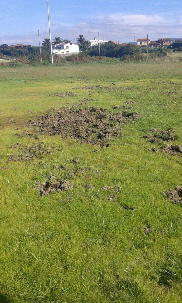 Los jabalíes destrozan el campo del Estudiantes, recién sembrado