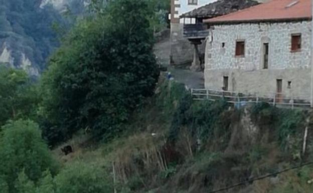 La población osera se consolida en Asturias con 29 hembras y 50 oseznos