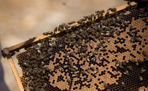 Detenidos por envenenar a 16 millones de abejas