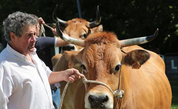 La raza parda alpina de producción cárnica se estrena en el Concurso de Ganado