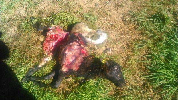 Segundo ataque de un oso a un rebaño en Cangas del Narcea