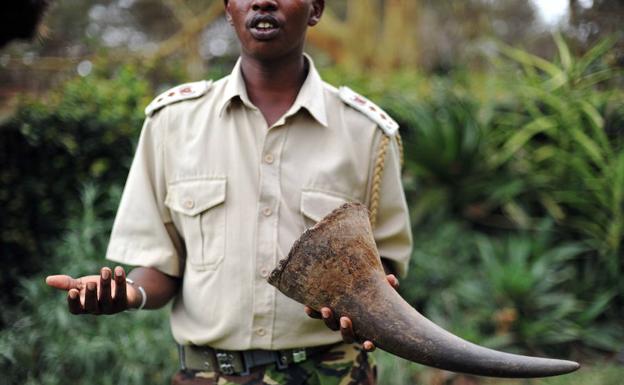 Sudáfrica inicia la primera subasta en línea de cuernos de rinoceronte