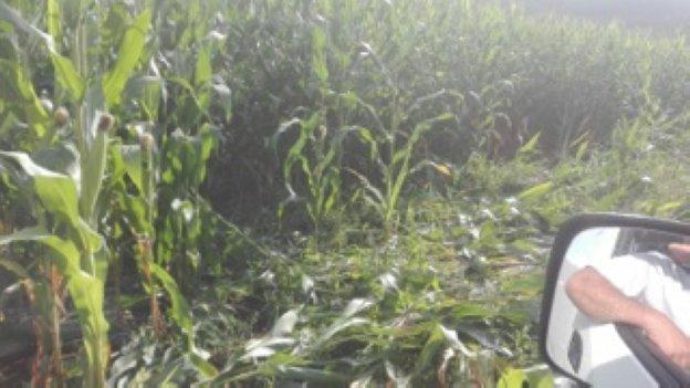 Una manada de jabalíes arrasa 17 hectáreas de maíz en Soto del Barco