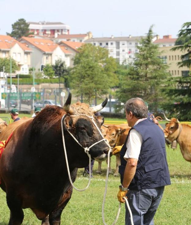 La comarca se mete en el podio ganadero