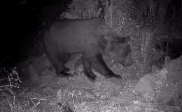 El oso Aurelión, de paseo entre las casas en Teverga