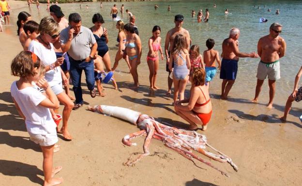 Aparece un calamar gigante muerto en la playa del Sablón