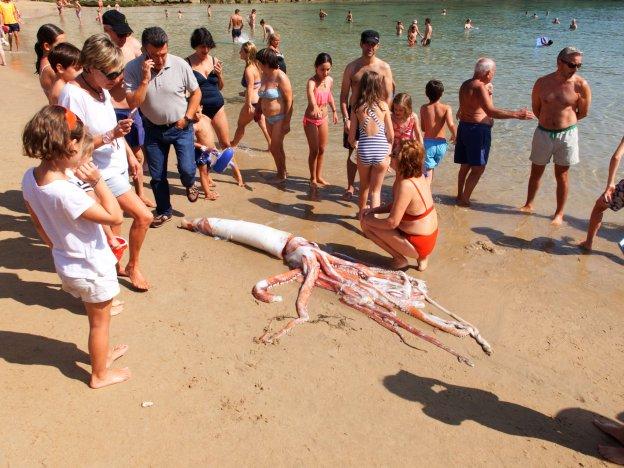 Un calamar gigante en El Sablón