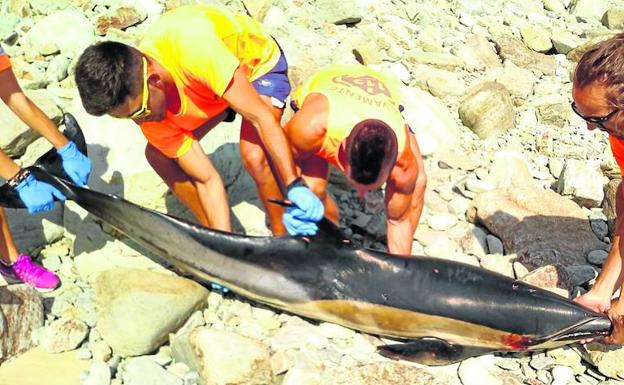 Aparecen tres delfines muertos en la costa asturiana en el mismo día