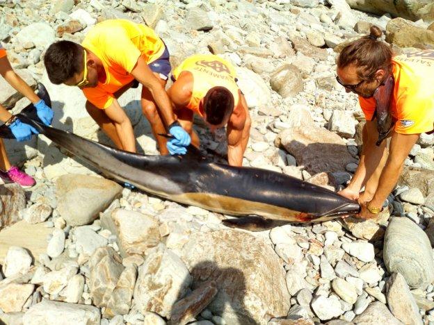 Aparecen tres delfines muertos en la costa asturiana en el mismo día