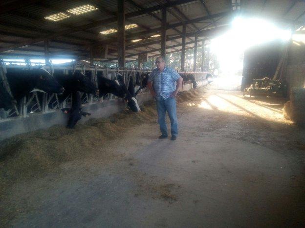 Vegadeo utilizará halcones para ahuyentar a las palomas