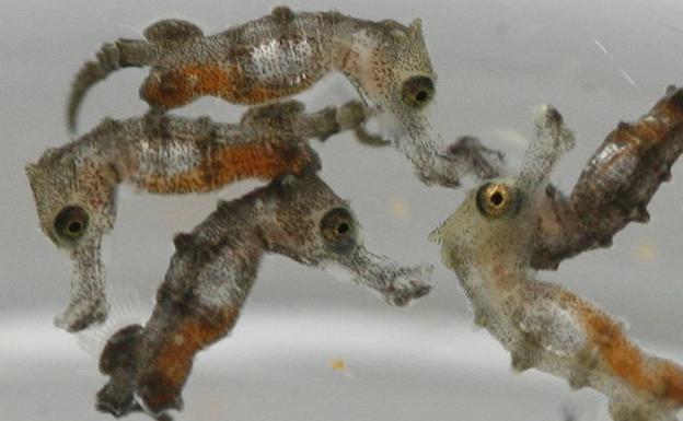 20 crías de caballito de mar se exhiben por primera vez en el Acuario de Gijón