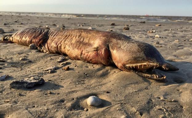 Aparece una extraña criatura en la playa tras el huracán Harvey