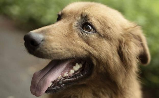 Kit, el perro ciego que cuida un rebaño de ovejas a diario