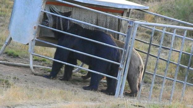 Los osos se comen el pienso de las vacas en Cangas