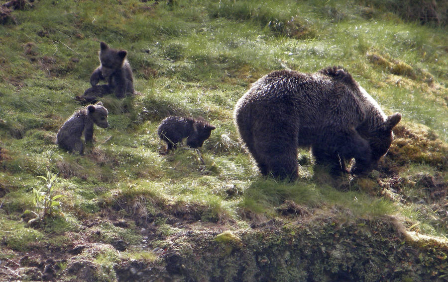 El oso pardo se consolida en la Cordillera