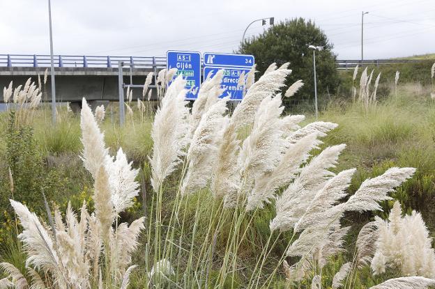 Lastra reconoce el «poco éxito» de la lucha contra el plumero de la Pampa