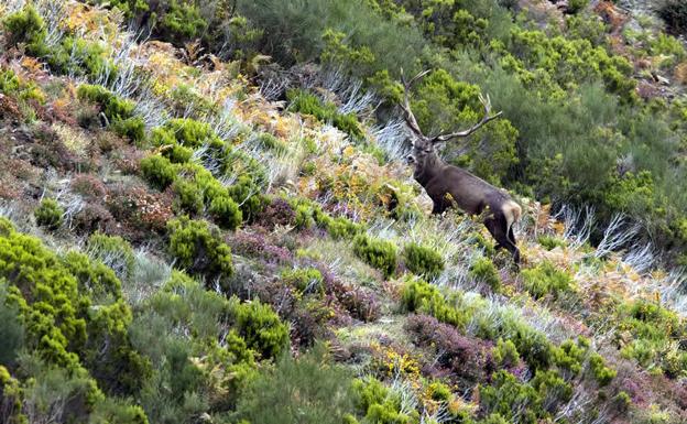 Diez planes para disfrutar del otoño en Asturias