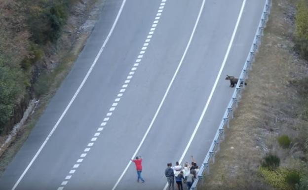 Decenas de turistas acosan a un oso cerca de Somiedo