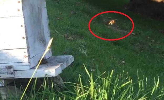 Una avispa asiática merodea un panal en Sariego