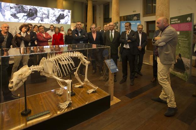 La exposición 'Osos' se abre hoy al público en el RIDEA