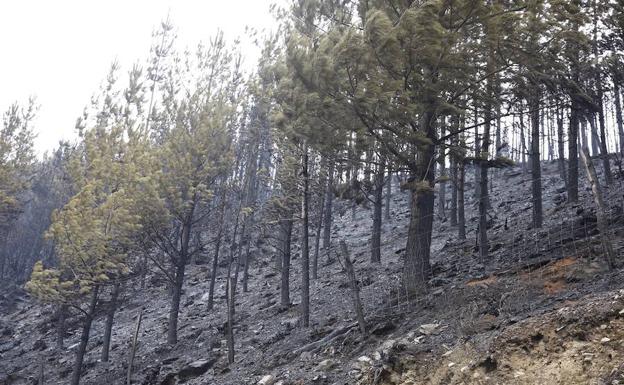 Asturias rebaja el nivel de alerta con solo dos fuegos activos