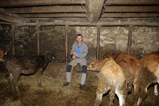 El 80% de los ganaderos de Amieva han sufrido daños del lobo en 2017, según el Consistorio