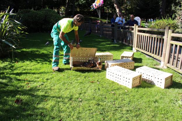 El estanque del Campo de San Francisco cuenta con 28 patos más