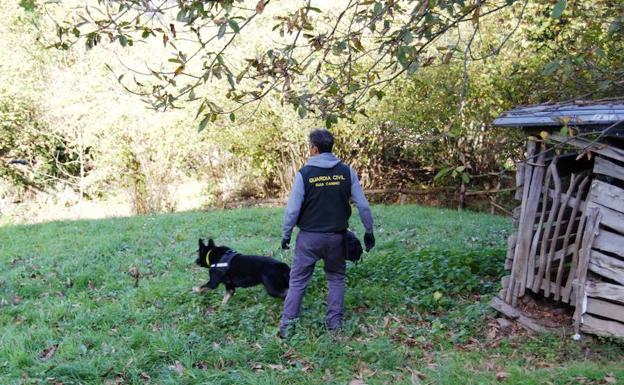 El Seprona intensifica la búsqueda de cebos envenenados en los espacios protegidos de Asturias