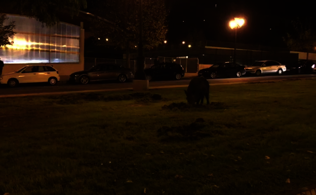 Un jabalí de paseo por el barrio ovetense de La Florida