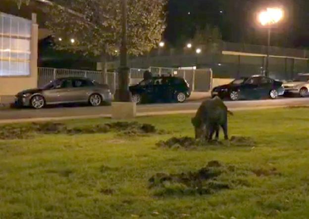 La Policía aleja a un jabalí de La Florida, en Oviedo
