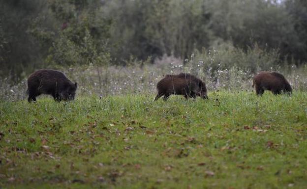 Xixón Sí Puede propone la esterilización de los jabalíes