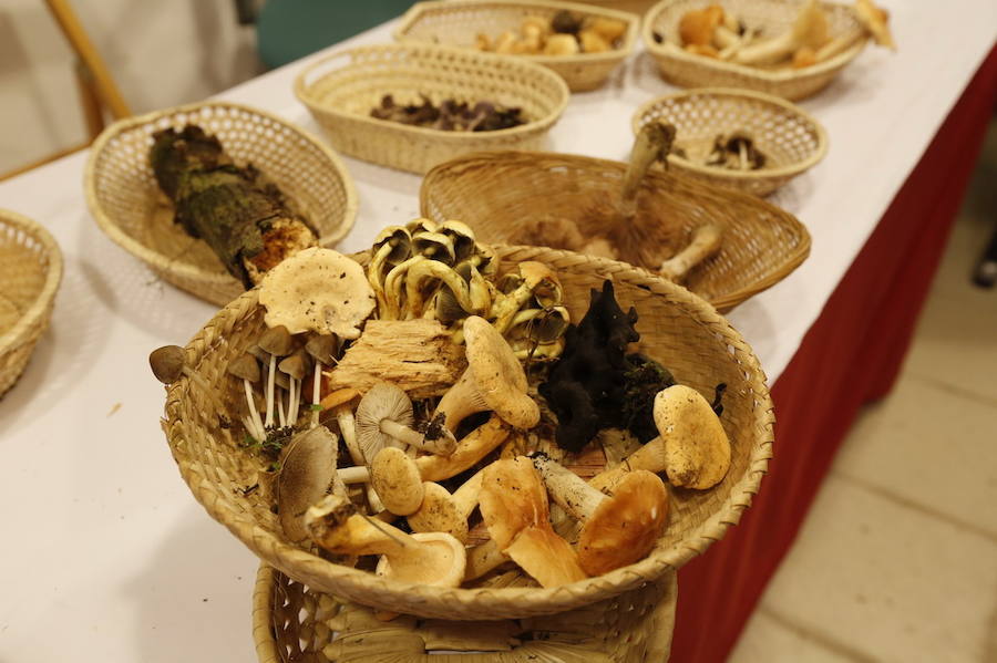 Es tiempo de setas en Asturias