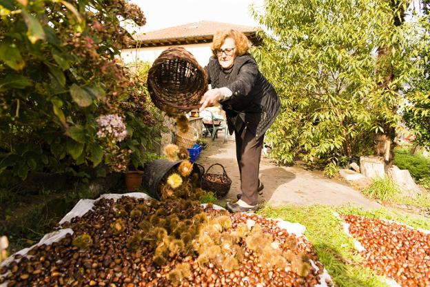 La sequía encoge las castañas