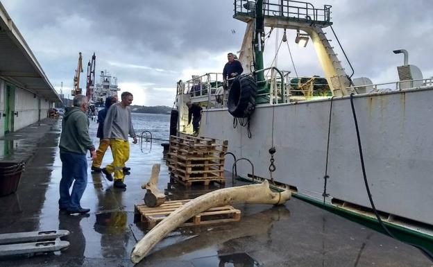 Un pesquero desembarca en Avilés una mandíbula de ballena de tres metros y medio