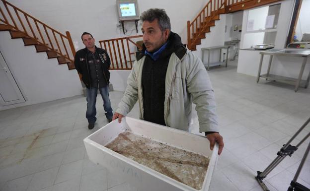 El primer kilo de angula del Nalón, a 938 euros el kilo