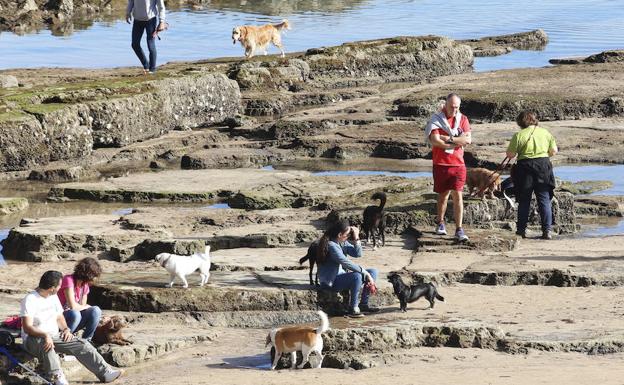 Gijón, mejor destino nacional 'Dog-Friendly 2017'