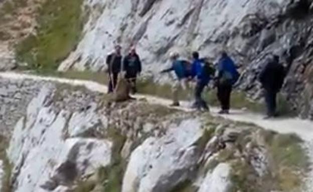 Polémica por las imágenes de un grupo de personas 'despeñando a un jabalí' en la Ruta del Cares