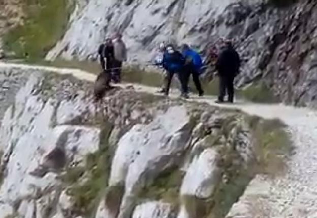 «Lo que le hicieron al jabalí es de una crueldad bestial»