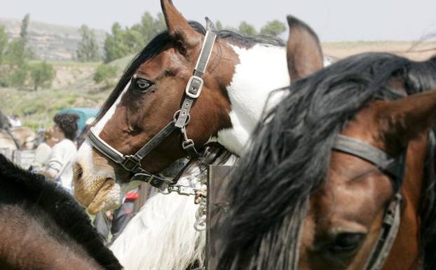 Los cambios en el ADN de animales domesticados afectarían al futuro de agricultura