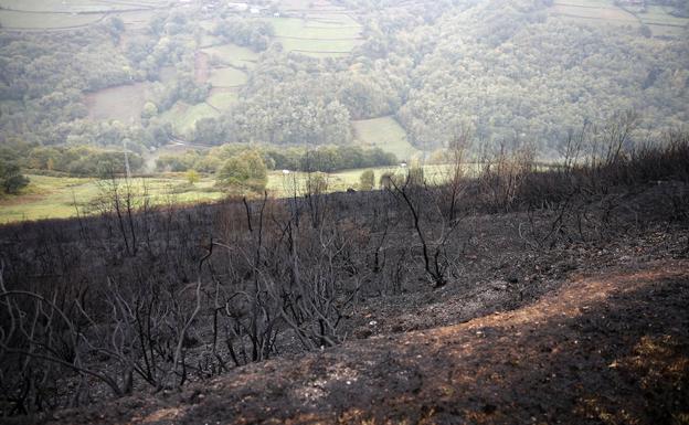 El Tribunal Constitucional avala pastar en fincas incendiadas