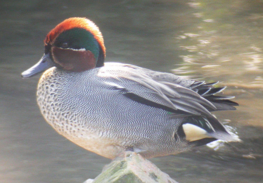 La recuperación de la ría